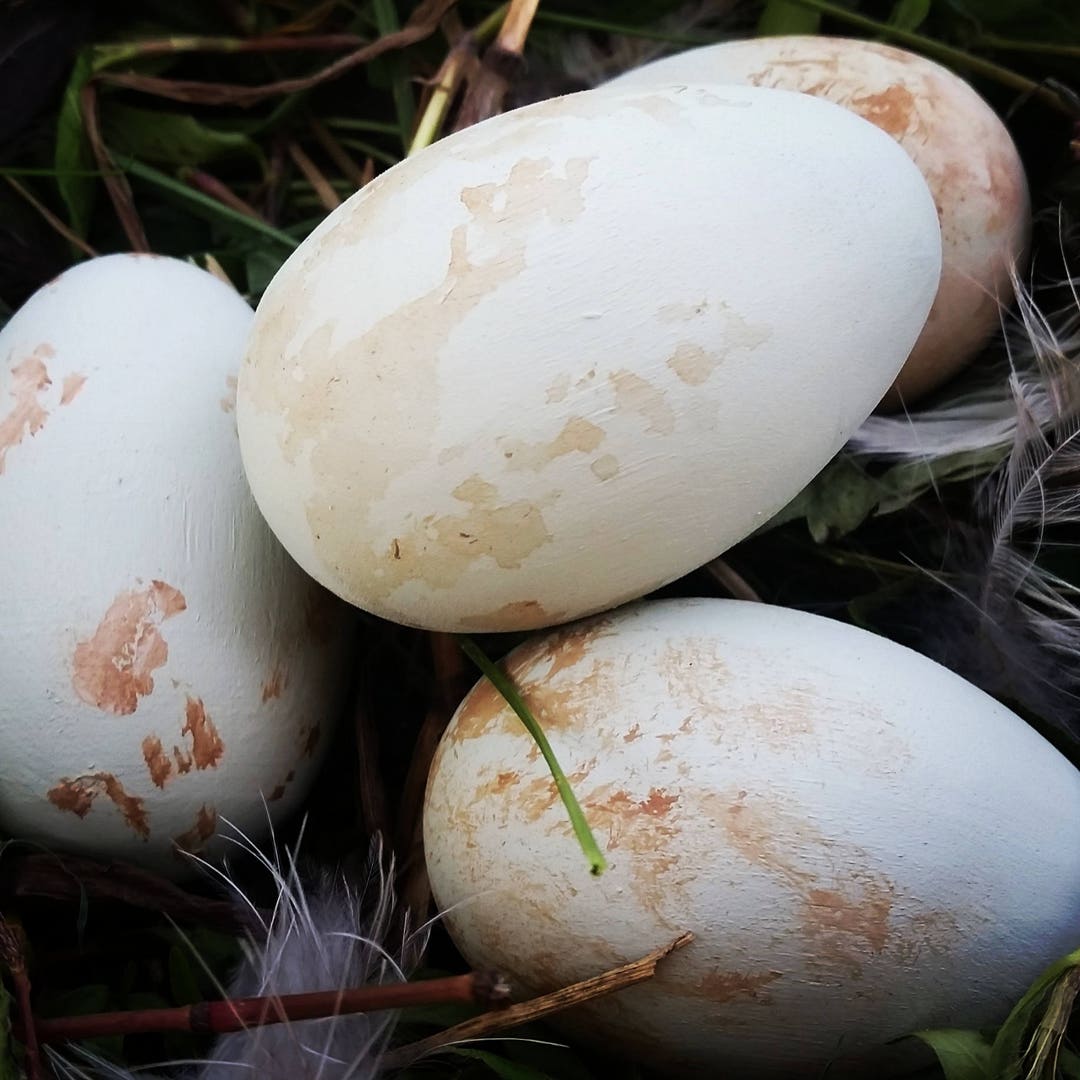 Double Crested Cormorant Egg for Science Education, Natural History