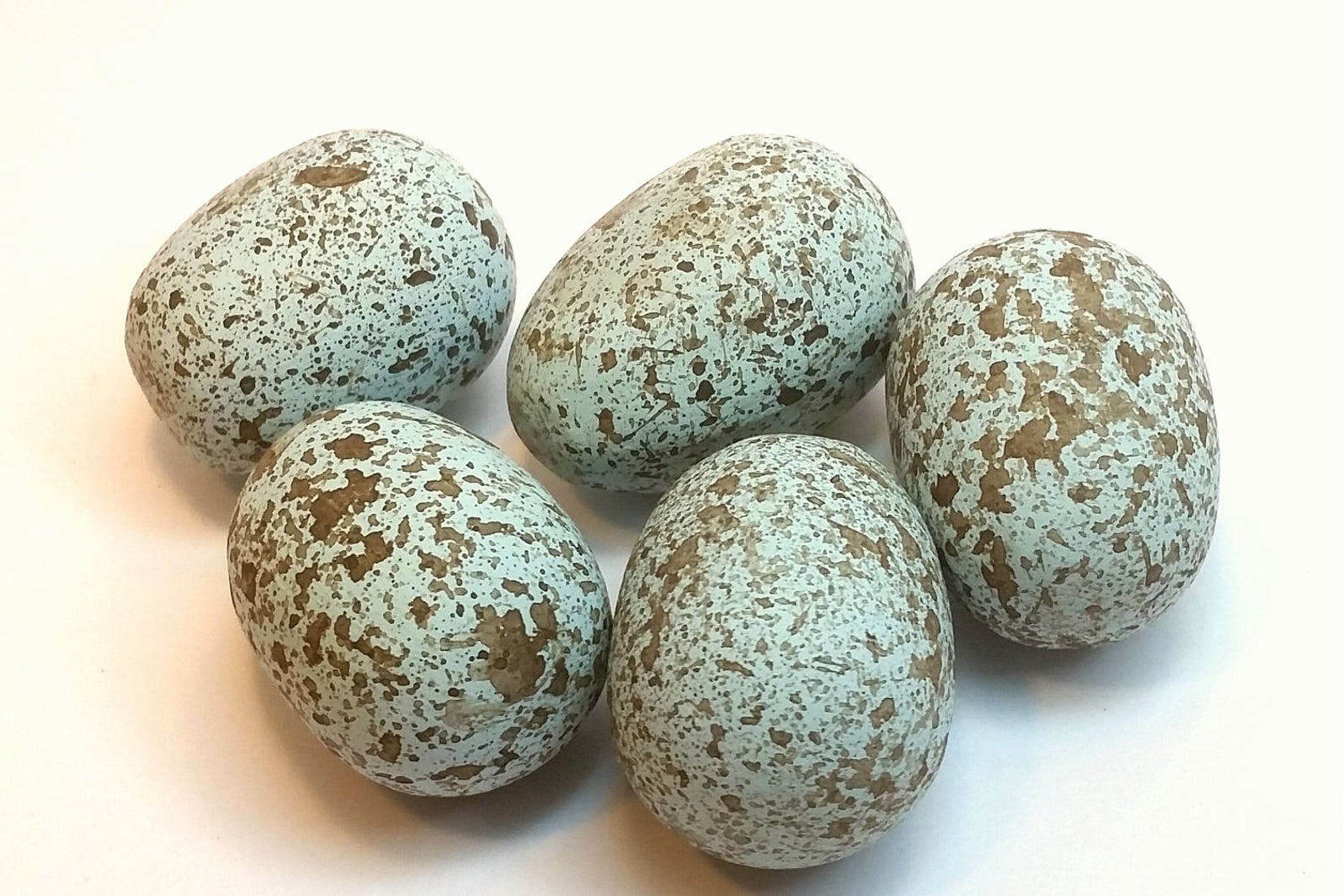 Wooden Brown Headed Cowbird Faux Egg for Science Education | Etsy