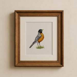 American Robin Giclée Print: Watercolor Bird Art (5x7 or 8x10)