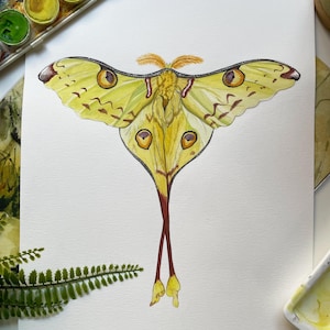 Impresión de la polilla lunar de Madagascar: Ilustración en acuarela de la polilla lunar