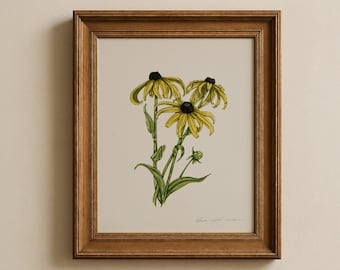 Black-eyed Susan Botanical Print: Original Watercolor Illustration of Native Plant
