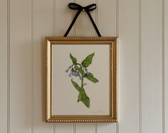 Impresión botánica de campanillas de Virginia: ilustración original en acuarela de una planta nativa
