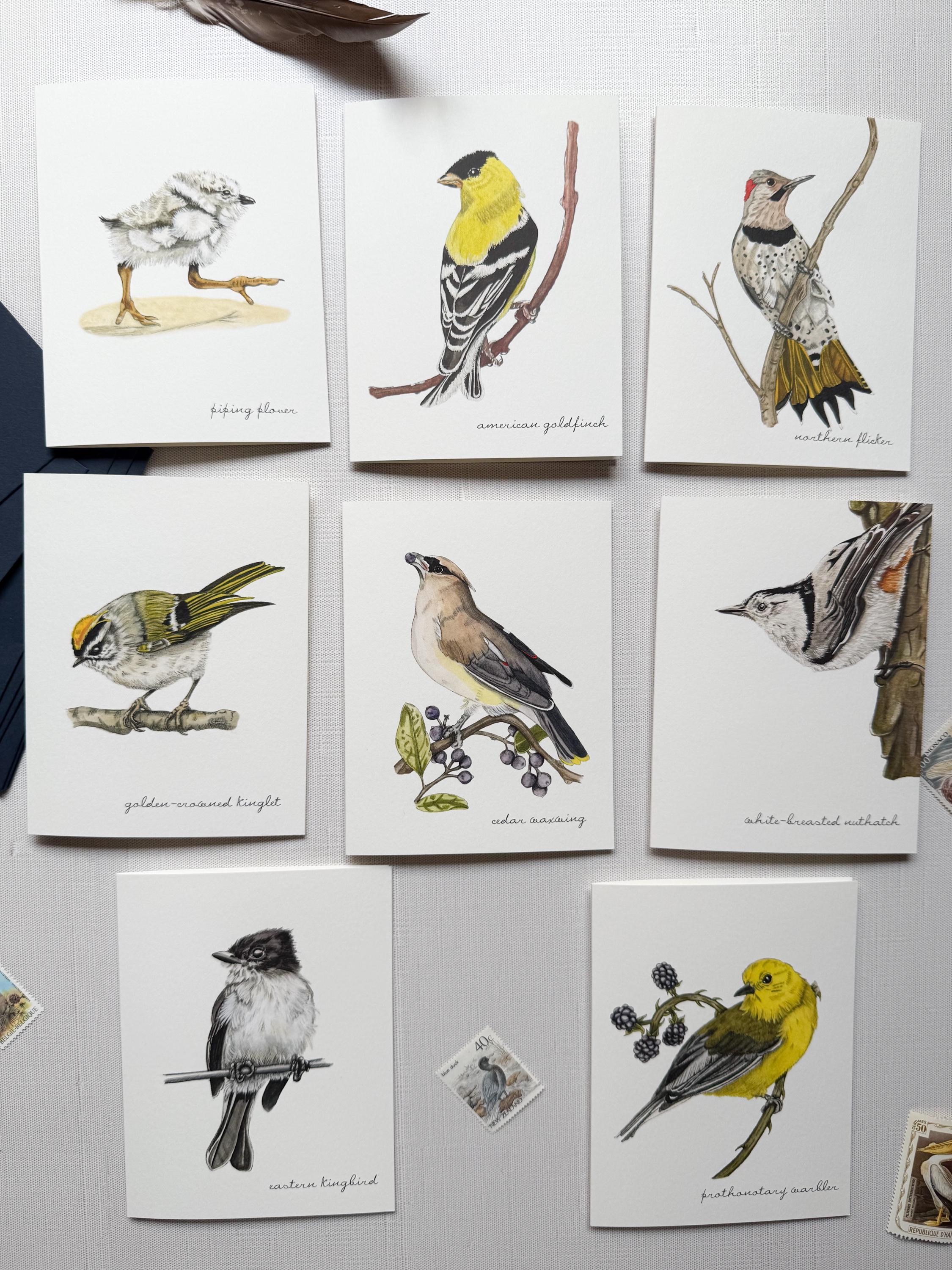 Boxed Bird Greeting Card Set: Watercolor Bird Cards - Etsy