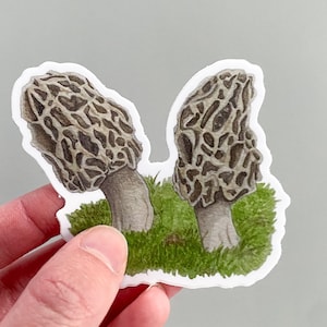 Morel Mushroom Sticker | Morel Gift | Forager Gift | Mycology Gift | Cottagecore Sticker| Fungi Sticker | Morel Hunter | Mushroom aesthetic