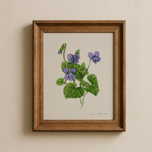 Può includere: Una stampa botanica incorniciata con un'illustrazione ad acquerello di viole. L'opera presenta vibranti fiori viola e foglie verdi su uno sfondo neutro, racchiusa in una cornice di legno marrone. La stampa è firmata in basso a destra.