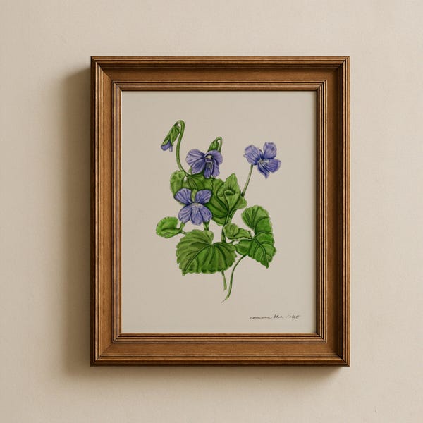 Violette botanische print: originele aquarelillustratie van de bloem van de staat Illinois