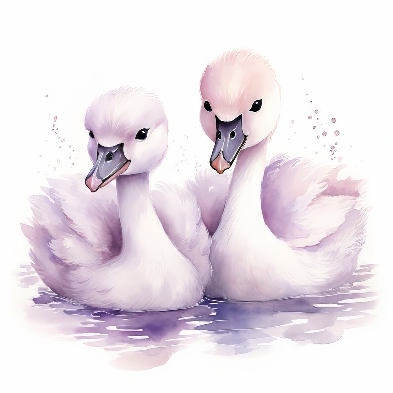 Baby Swan Watercolour Clipart Bundle. 2 | High Quality Png's | 300 DPI ...
