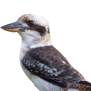 Kookaburra Clipart | Realistic kookaburra | High Quality PNG 300 dpi | Digital Download | Card Making, Digital Paper Craft, Stickers