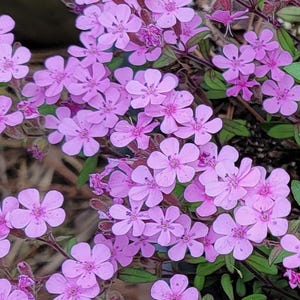 Saponaria - Soapwort Saponaria Seeds (100 seeds)