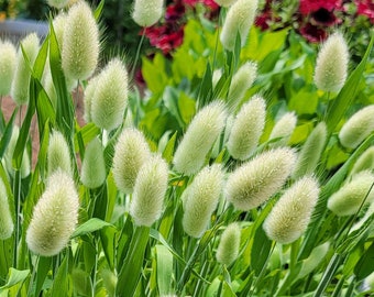 Grass - Bunny Tails Grass Seeds