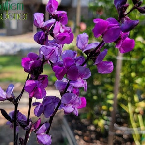 Hyacinth Bean - Ruby Moon Hyacinth Vine (10 seeds)