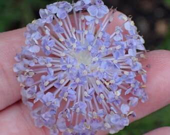 Lace Flower - Lacy Lavender Blue Didiscus Seeds