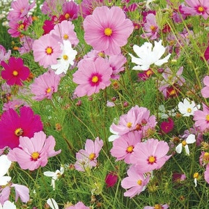 Cosmo - Sensation Mix Cosmo Seeds (50 seeds)