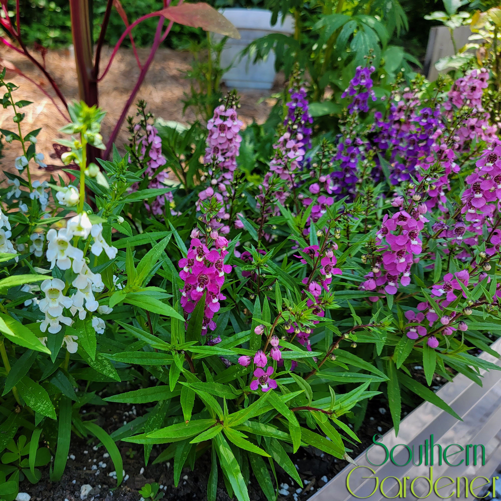 Angelonia Serenita Mix Angelonia Seeds Etsy