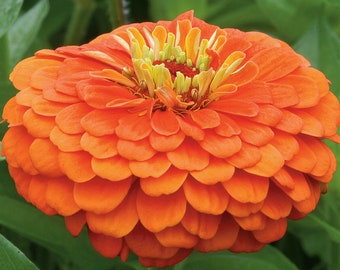 Zinnia - Benary’s Giant Orange Zinnia Seeds