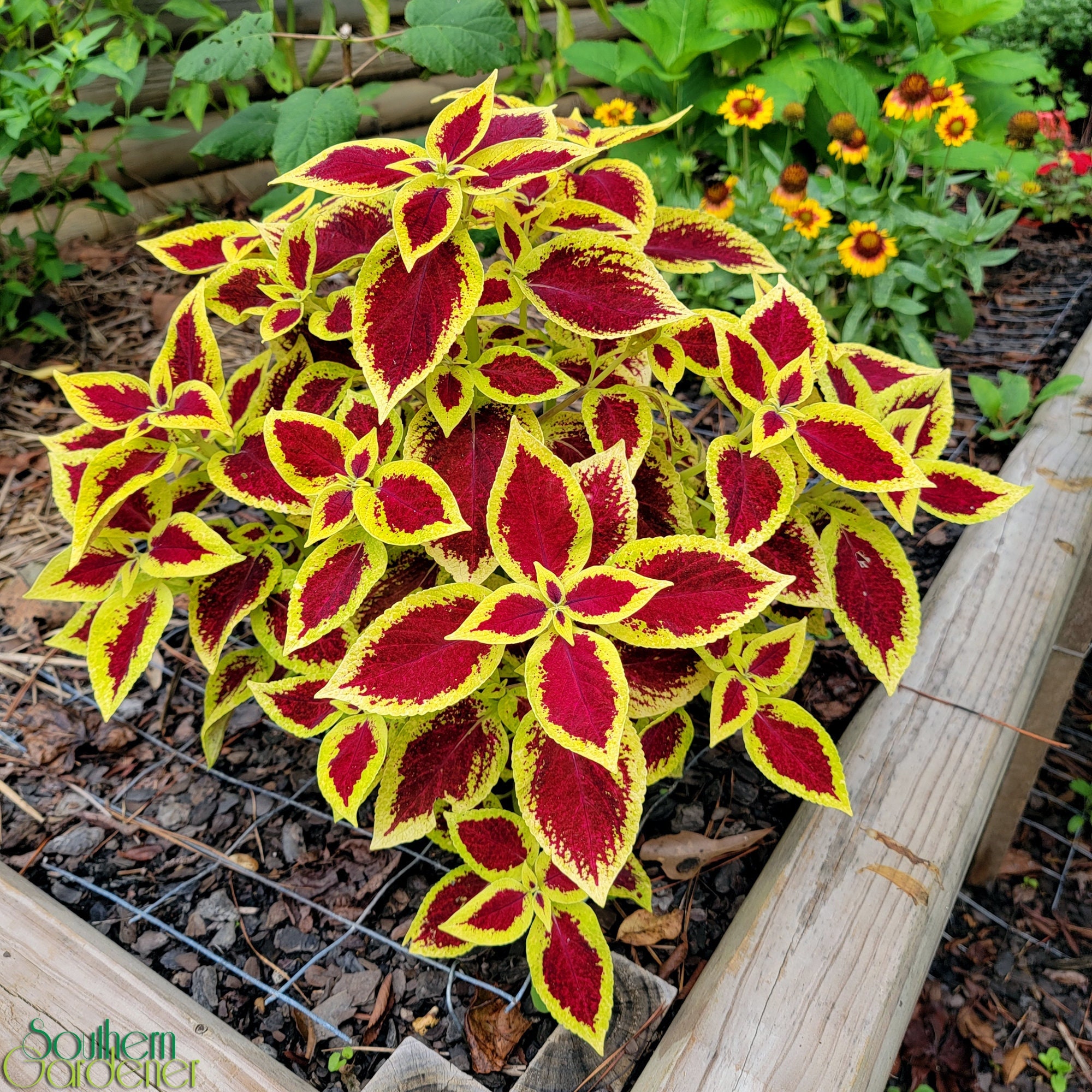 Coleus - Premium Sun Crimson Gold Coleus Seeds - Etsy 日本