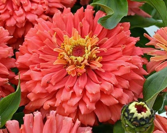 Zinnia - Senora Zinnia Seeds