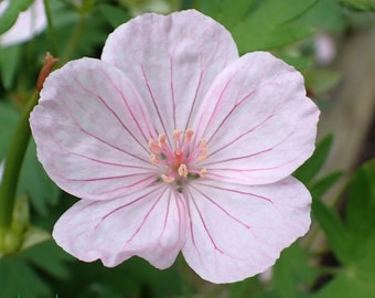 Geranium - Vision Pink Hardy Geranium Seeds