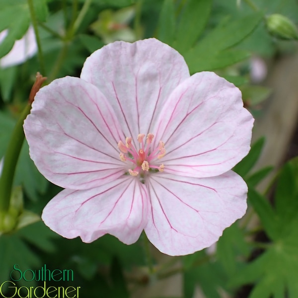 Geranium - Vision Pink Hardy Geranium Seeds