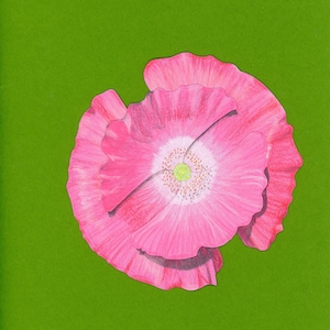 Papoila da Islândia - cartão de felicitações - cartão de flores - cartão de arte