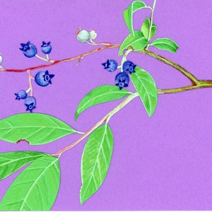 Arándanos. Tarjeta de felicitación. Tarjeta de arándanos. Corta papel. Tarjeta de arte. Tarjeta de la naturaleza.
