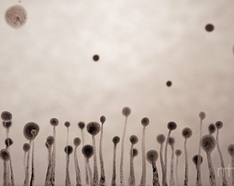 Spores - Photo, fine art print