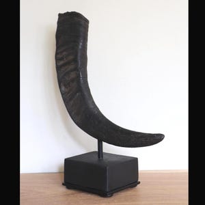 Corno di bufalo d'acqua naturale su un piedistallo, Corno di bufalo d'acqua decorativo su un piedistallo, espositore o vaso in vero corno su un piedistallo con peso