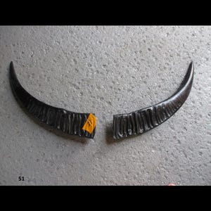 Paar Büffelhörner, Tisch Dekorations, Linker und Rechter Kuhhörner, dekoratives Hörnerset, schwarze Wasserbüffelhörner, 50cm lange Kuhhörner