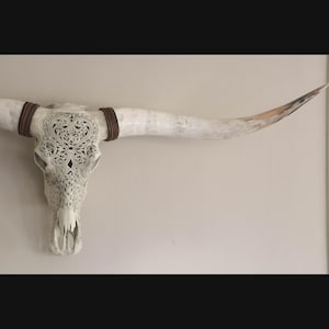 Crâne de buffle à longues cornes avec motif en forme de cœur découpé, crâne à longues cornes polies, motif en forme de cœur dans un crâne de buffle, cornes véritables polies XXL