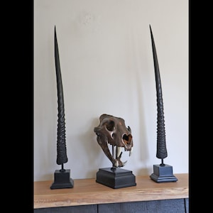 Pair Oryx horns on pedestals, real horn display, pair of oryx horns on black solid base, 2 pieces horns, Arabic Oryx horns