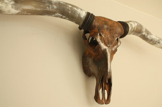 Large Longhorn Polished Horns Cow Skull Bull Longhorn Etsy