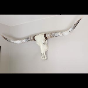 XL Longhornskull, buffaloskull fitted unique high polished  longhorns, Interior Decoration,  longhorn walldecoration, unique wallmount decor