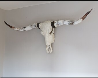 Crâne de longhorn, crâne de taureau XL avec longhorns polis, décoration intérieure, décoration murale de crâne de longhorn naturel, décor de style campagnard