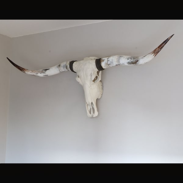 Crâne de longhorn, crâne de taureau XL avec longhorns polis, décoration intérieure, décoration murale de crâne de longhorn naturel, décor de style campagnard