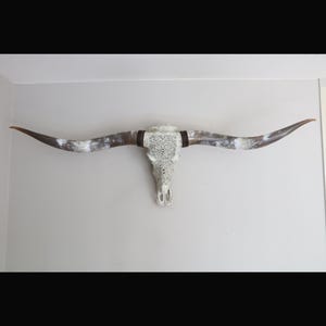 Carved longhorn skull XXL 190cm, High polished and nicely curved Longhorns, Wall Art Piece, Interior Decoration, Naturel longhorn steerskull