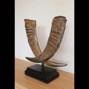 Buffalohorns in a rusted iron style mounted on solid pedestal, real horn display, set horns, a pair original Waterbuffalo Horns Art Object