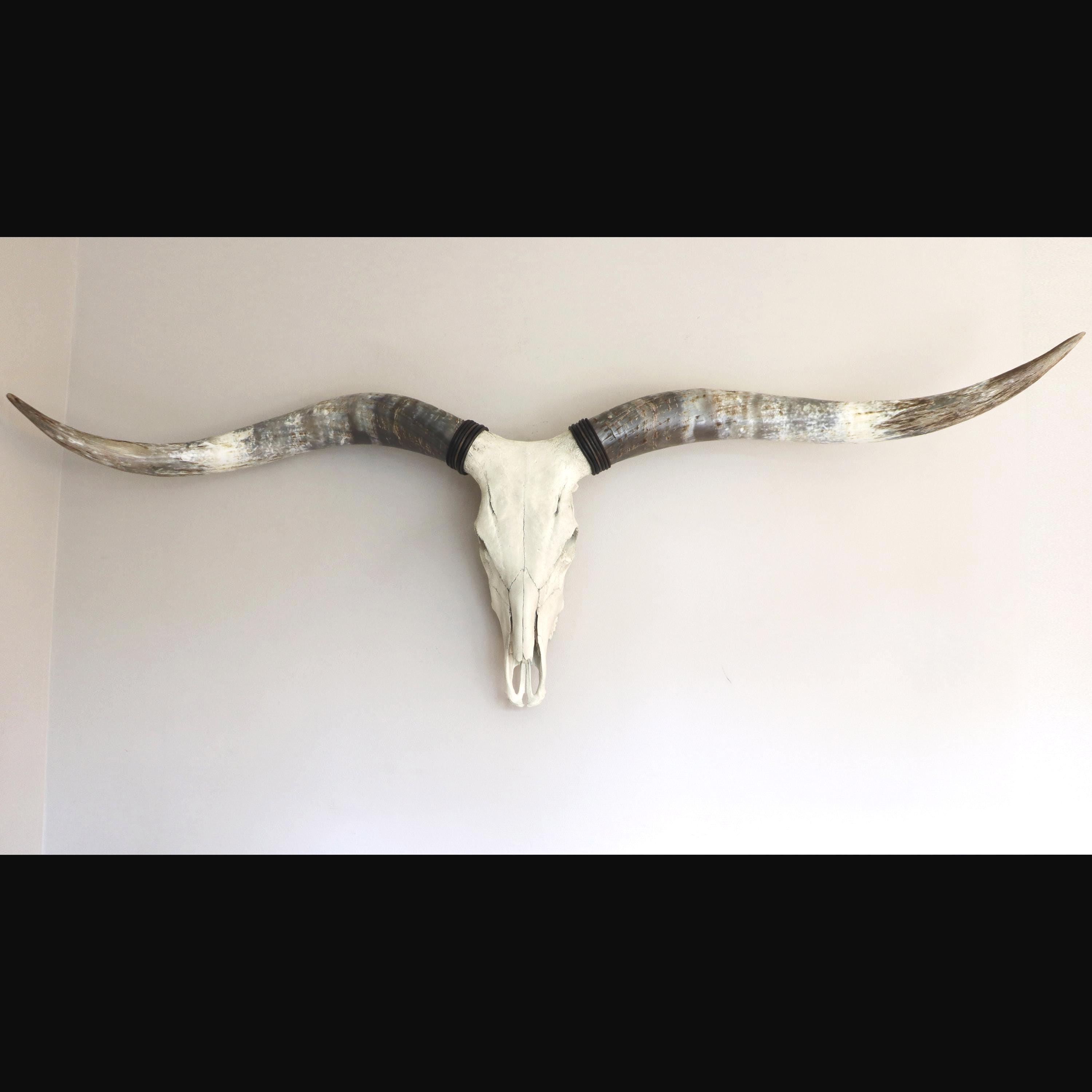 XXL Longhornskull 203cm, Steerskull with fat and large fitted and longhorns, Interior Decoration, countrystyle decor, natural skull man cave