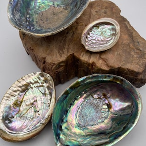 Abalone Shells, Various Sizes. Sacred Ceremonial Items