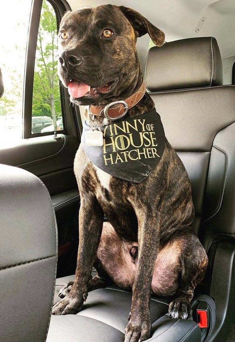 house stark dog bandana