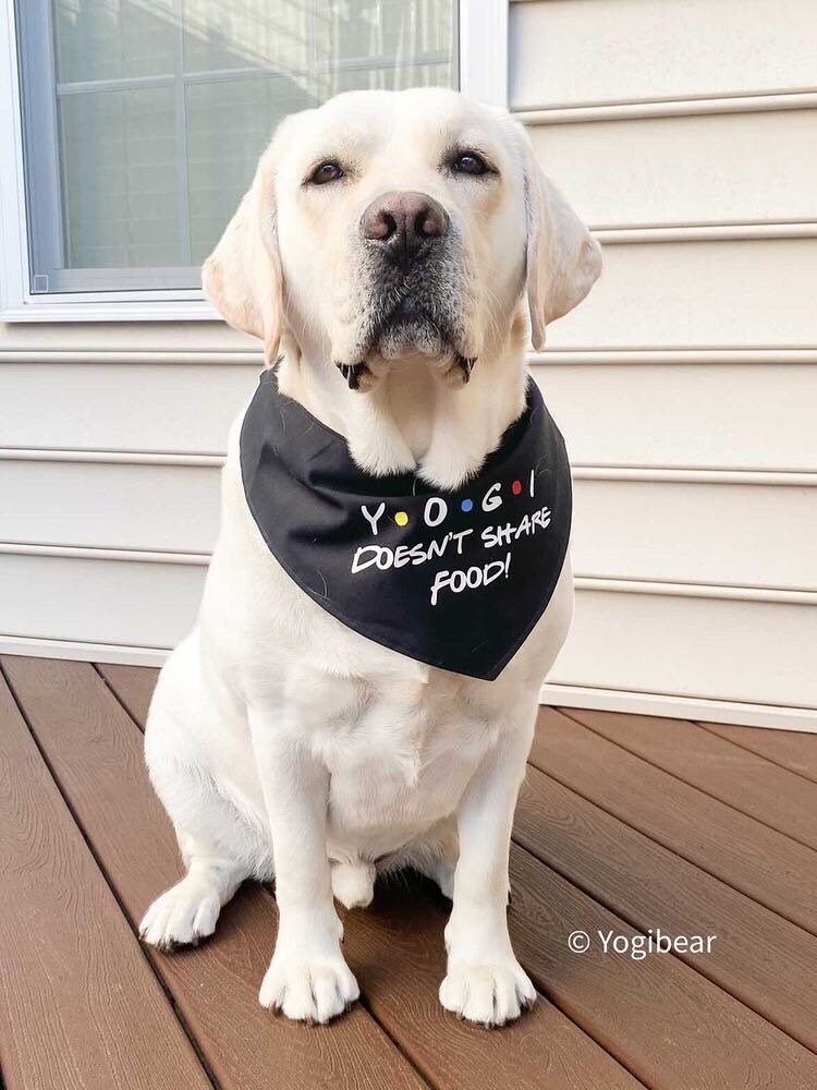 friends dog bandana