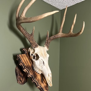 May include: A white deer skull with antlers mounted on a dark brown wooden plaque with a scalloped edge.