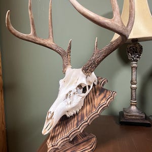 May include: A white deer skull with antlers mounted on a dark brown wooden plaque with a scalloped edge. The plaque is attached to a dark brown wooden base.