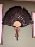 Custom Engraved Turkey Fan and Beard Mount, Plaque, Display