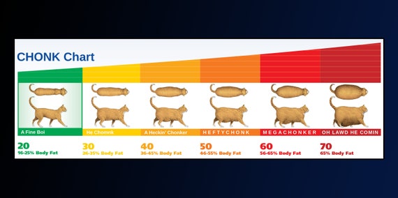 Cat Size Chart Chonk