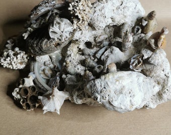 Handcrafted Shell Nativity Scene - Christmas Decorations - Creative Christmas Gift - Unique Christmas Decoration in Sea Shells