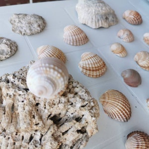 Conchiglie e corallo oceano Atlantico e mar Mediterraneo-splendido per le tue decorazioni-regalo per bambini
