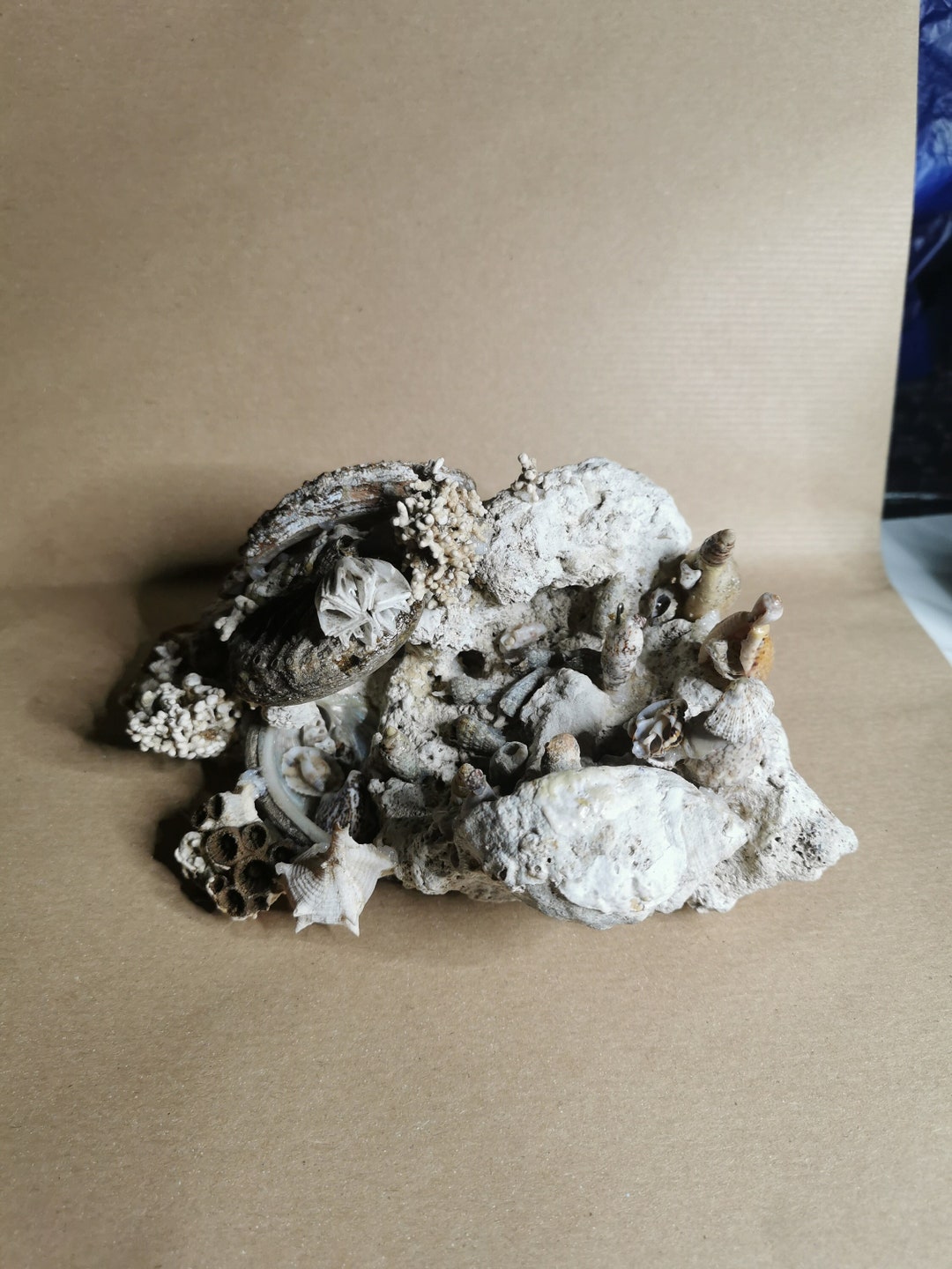 Handcrafted Shell Nativity Scene - Christmas Decorations - Creative ...