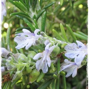 Semi 400 di Rosmarino - rosmarino selvatico - pianta officinale italiana -rosmarino resistente -rosmarino biologico