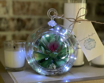 Fairy Lights Terrarium