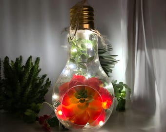 Hanging Lightbulb Terrarium